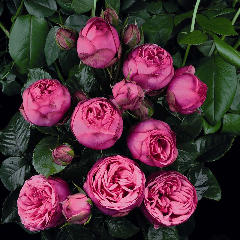 Trandafir Teahibrid roz-pink  Pink Piano, inflorire repetata