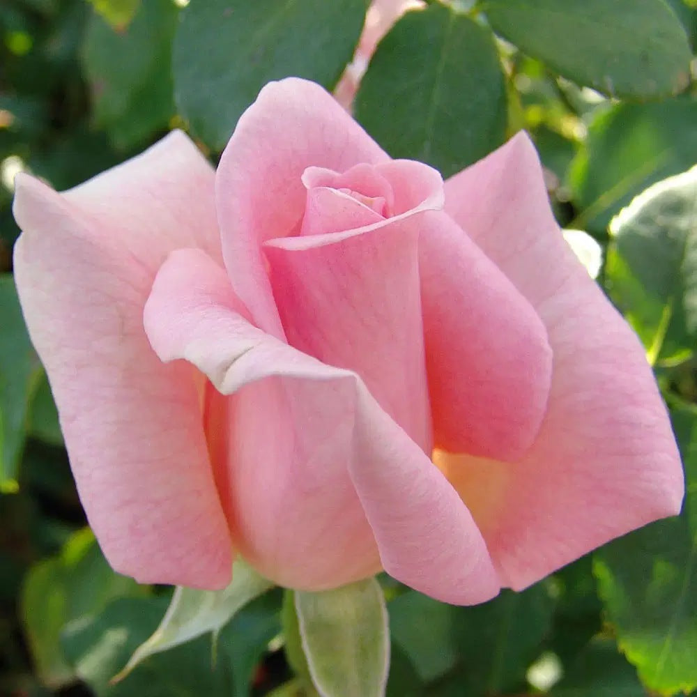 Trandafir Teahibrid roz Summer Lady, inflorire repetata