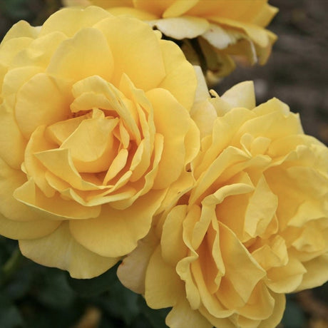 Trandafir Pomisor galben Sunmaid, parfum puternic, inflorire repetata, pentru ghiveci si gradina