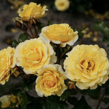 Trandafir Pomisor galben Sunmaid, parfum puternic, inflorire repetata, pentru ghiveci si gradina