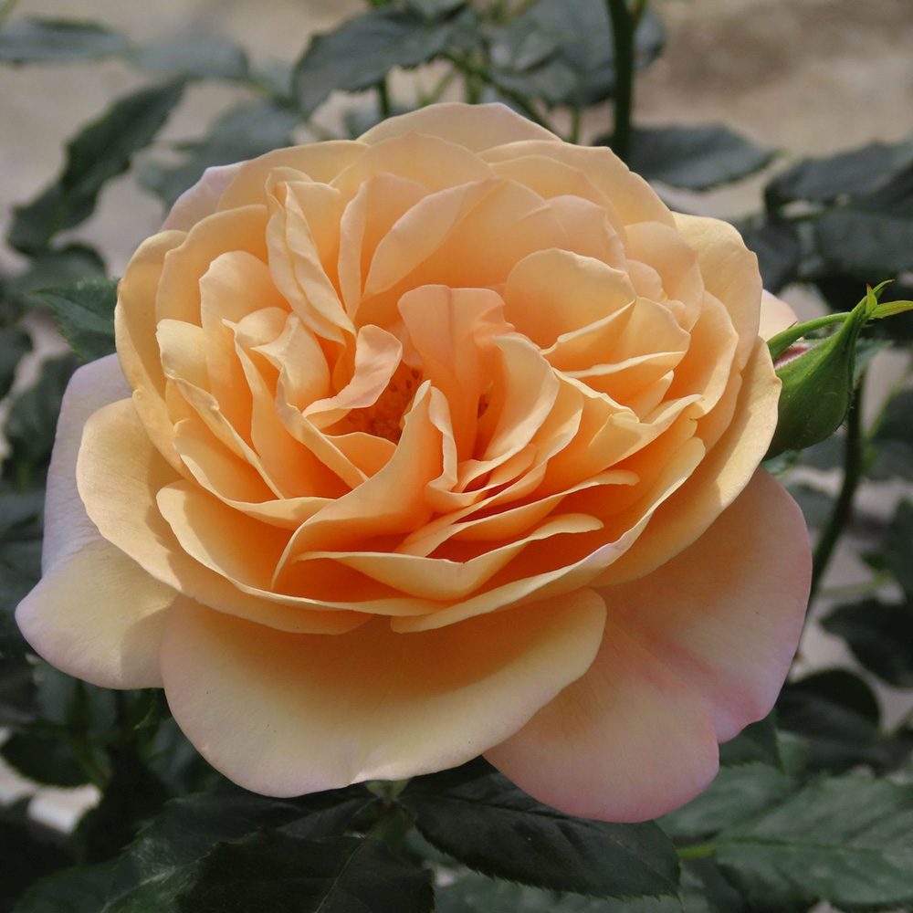 Trandafir Catarator Susie, cu flori cais -piersica auriu cu inflorire repetata si flori parfumate, ideal pentru pergole, garduri si ziduri