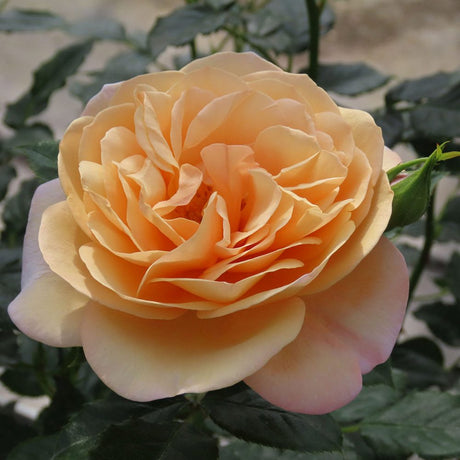 Trandafir Catarator Susie, cu flori cais -piersica auriu cu inflorire repetata si flori parfumate, ideal pentru pergole, garduri si ziduri