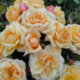 Trandafir Catarator Susie, cu flori cais -piersica auriu cu inflorire repetata si flori parfumate, ideal pentru pergole, garduri si ziduri