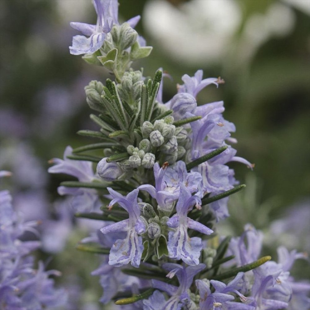 Rozmarin tarator in ghiveci, vesnic verde, foarte aromatic, pentru soare, ghiveci si gradini mediteraneene