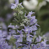 Rozmarin tarator in ghiveci, vesnic verde, foarte aromatic, pentru soare, ghiveci si gradini mediteraneene