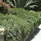 Rozmarin tarator in ghiveci, vesnic verde, foarte aromatic, pentru soare, ghiveci si gradini mediteraneene