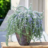 Rozmarin tarator in ghiveci, vesnic verde, foarte aromatic, pentru soare, ghiveci si gradini mediteraneene