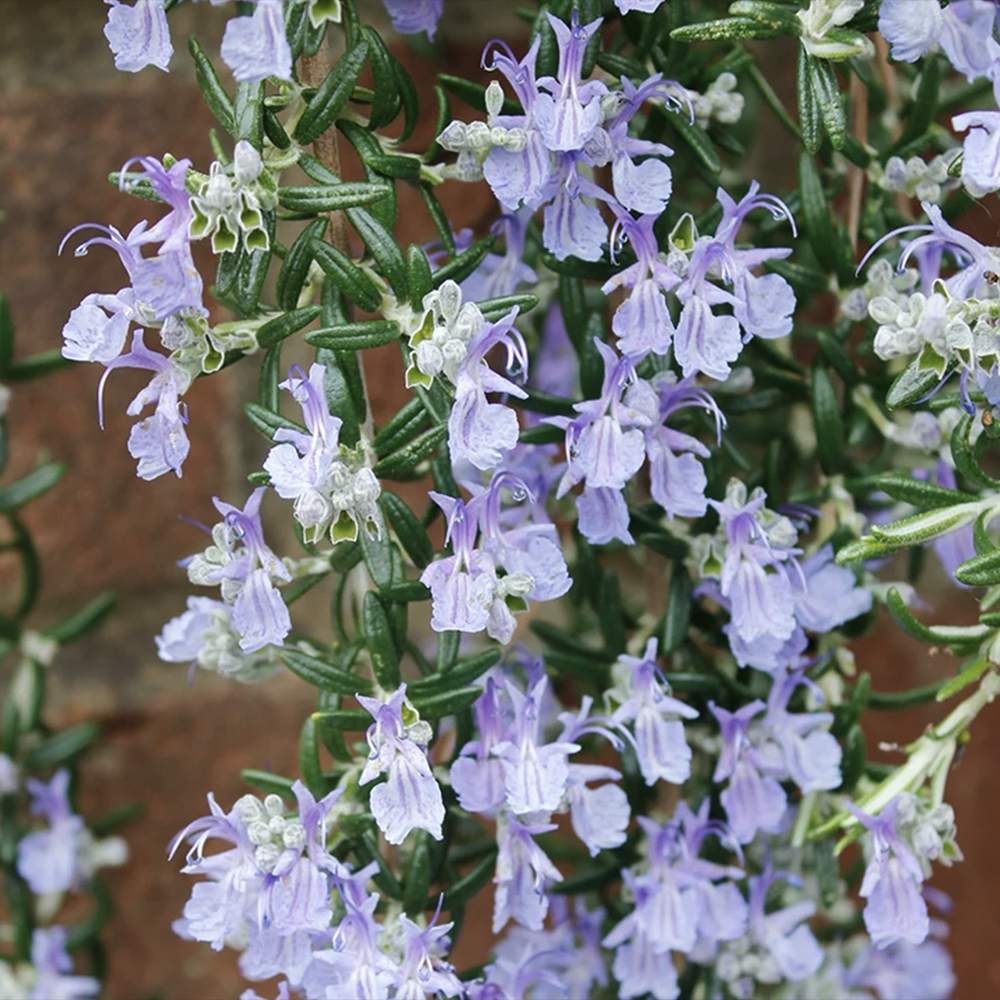 Rozmarin tarator in ghiveci, vesnic verde, foarte aromatic, pentru soare, ghiveci si gradini mediteraneene