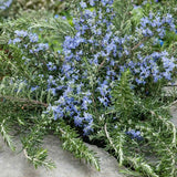 Rozmarin tarator in ghiveci, vesnic verde, foarte aromatic, pentru soare, ghiveci si gradini mediteraneene