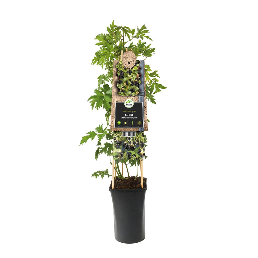 Mur fara spini Thornless Evergreen, cu fructe dulce-acrisor