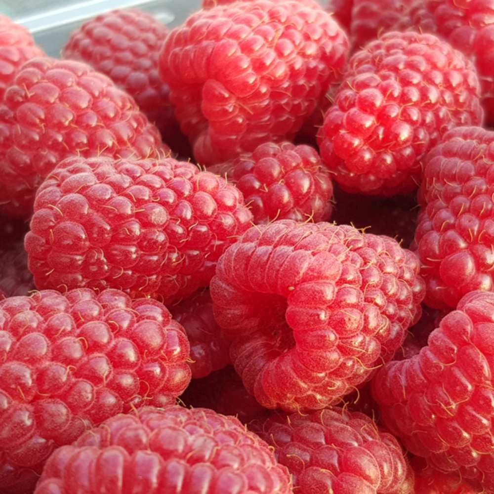 Zmeur remontant productiv Amal Red (Rubus idaeus), fructe rosii mari, productie abundenta, an 3 pe rod, 160-180 cm inaltime pana la sfarsit de sezon