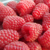 Zmeur remontant productiv Amal Red (Rubus idaeus), fructe rosii mari, productie abundenta, an 3 pe rod, 160-180 cm inaltime pana la sfarsit de sezon