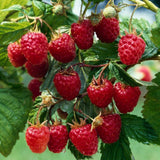 Zmeur remontant productiv Angel (Rubus idaeus), fructe rosii mari, productie dubla, tufis viguros pentru gradina, an 3 pe rod, 160-180 cm inaltime pana la sfarsit de sezon