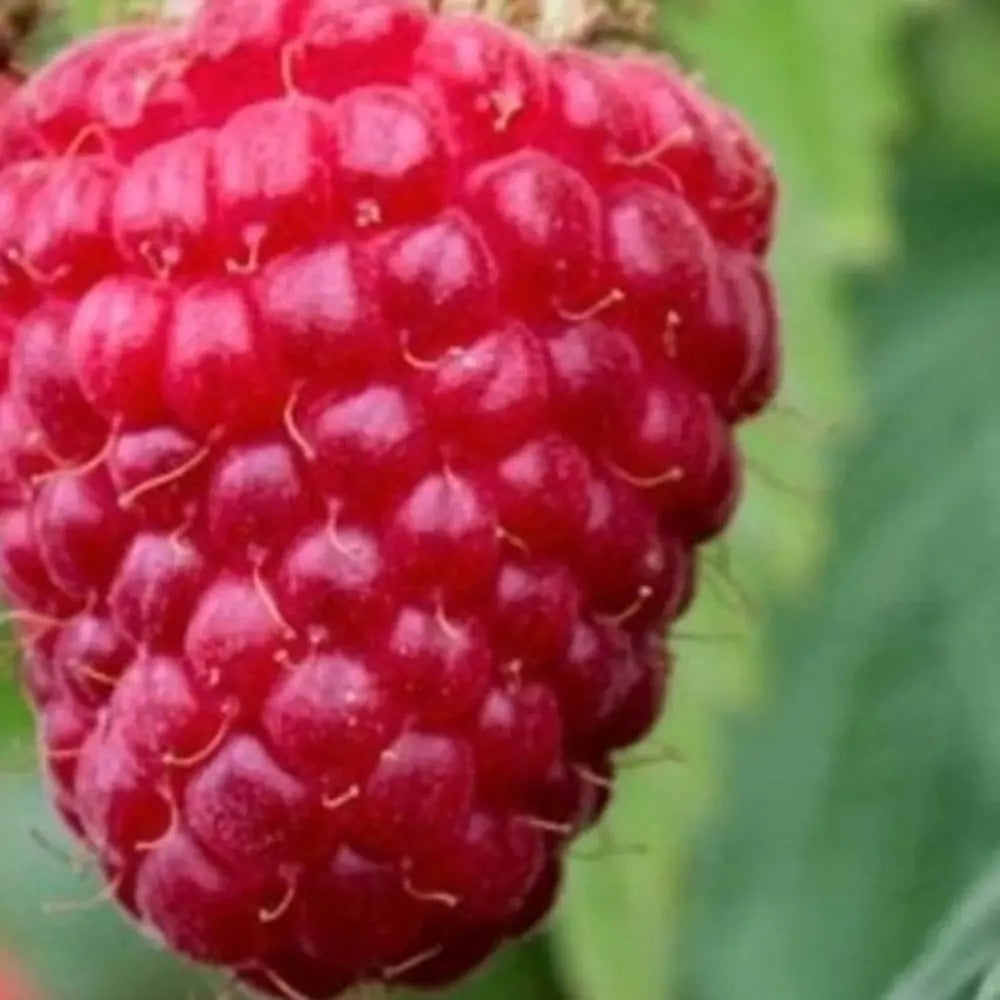 Zmeur Wonder (Rubus idaeus), soi productiv, remontant, fructe rosii mari, productie foarte mare, an 3 pe rod, 160-180 cm inaltime pana la sfarsit de sezon