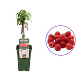 Zmeur Sanibelle, remontant, cu fructe dulce-acrisor, productiva, aromata