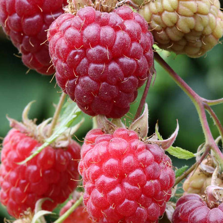 Zmeur Sanibelle, remontant, cu fructe dulce-acrisor, productiva, aromata