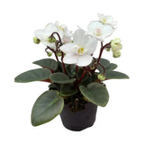 Violeta de Parma, Saintpaulia More Lips, cu flori albe, plante inflorita, de interior, intretinere minima