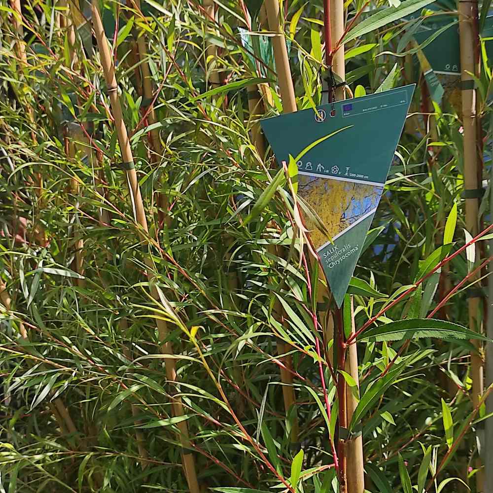 Salcie de Aur Plangatoare (Salix Sepulcralis Chrysocoma) - VERDENA - 150 - 175 cm inaltime, ghiveci de 5 l