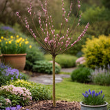 Salcie Pitica Japoneza Mount Aso, cu matisori roz-somon, arbust ornamental compact, rezistent la ger