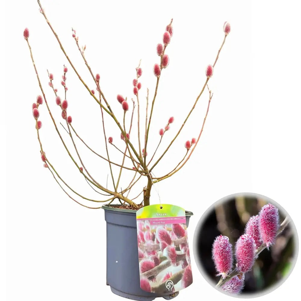 Salcie Pitica Japoneza Mount Aso, cu matisori roz-somon, arbust ornamental compact, rezistent la ger