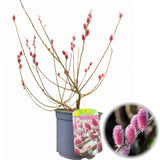 Salcie Pitica Japoneza Mount Aso, cu matisori roz-somon, arbust ornamental compact, rezistent la ger