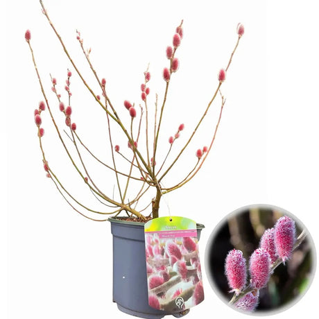 Salcie Pitica Japoneza Mount Aso, cu matisori roz-somon, arbust ornamental compact, rezistent la ger