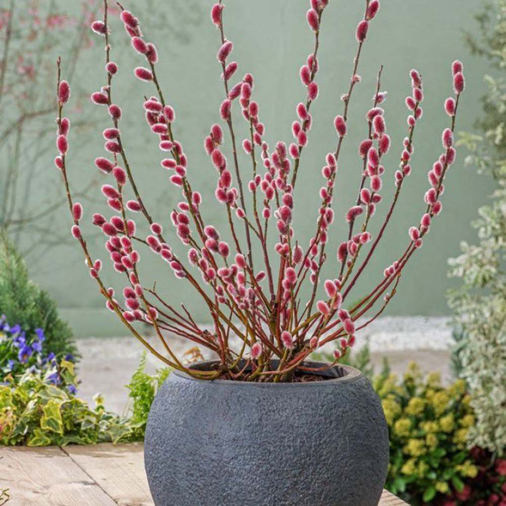 Salcie Pitica Japoneza Mount Aso, cu matisori roz-somon, arbust ornamental compact, rezistent la ger