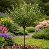 Salcie Pitica Japoneza Mount Aso, cu matisori roz-somon, arbust ornamental compact, rezistent la ger
