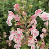 Salvia aromata Papajan, planta perene cu flori coral-roz, aroma de coacaze, inflorire lunga