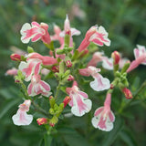 Salvia aromata Papajan, planta perene cu flori coral-roz, aroma de coacaze, inflorire lunga