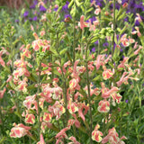 Salvia aromata Papajan, planta perene cu flori coral-roz, aroma de coacaze, inflorire lunga