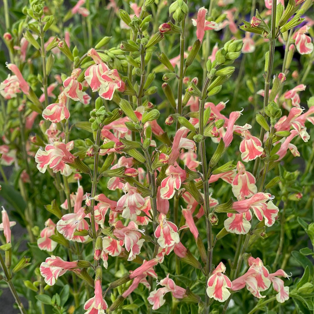 Salvia aromata Papajan, planta perene cu flori coral-roz, aroma de coacaze, inflorire lunga