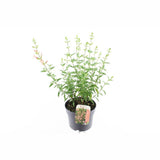 Salvia aromata Papajan, planta perene cu flori coral-roz, aroma de coacaze, inflorire lunga