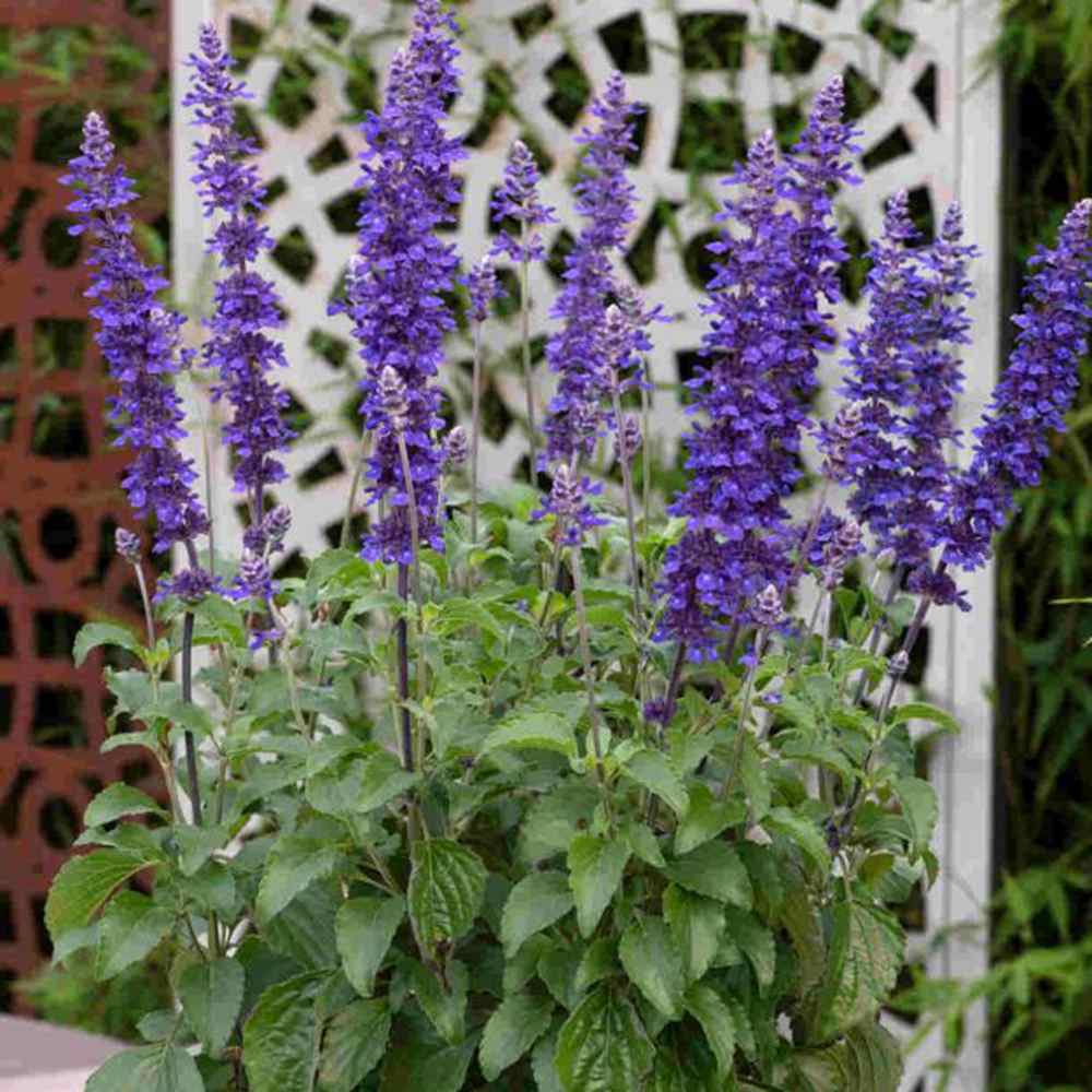 Salvia Mystic Blue Spires, planta perena decorativa, spicuri lungi albastre parfumate, crestere rapida