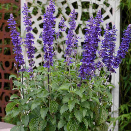 Salvia Mystic Blue Spires, planta perena decorativa, spicuri lungi albastre parfumate, crestere rapida