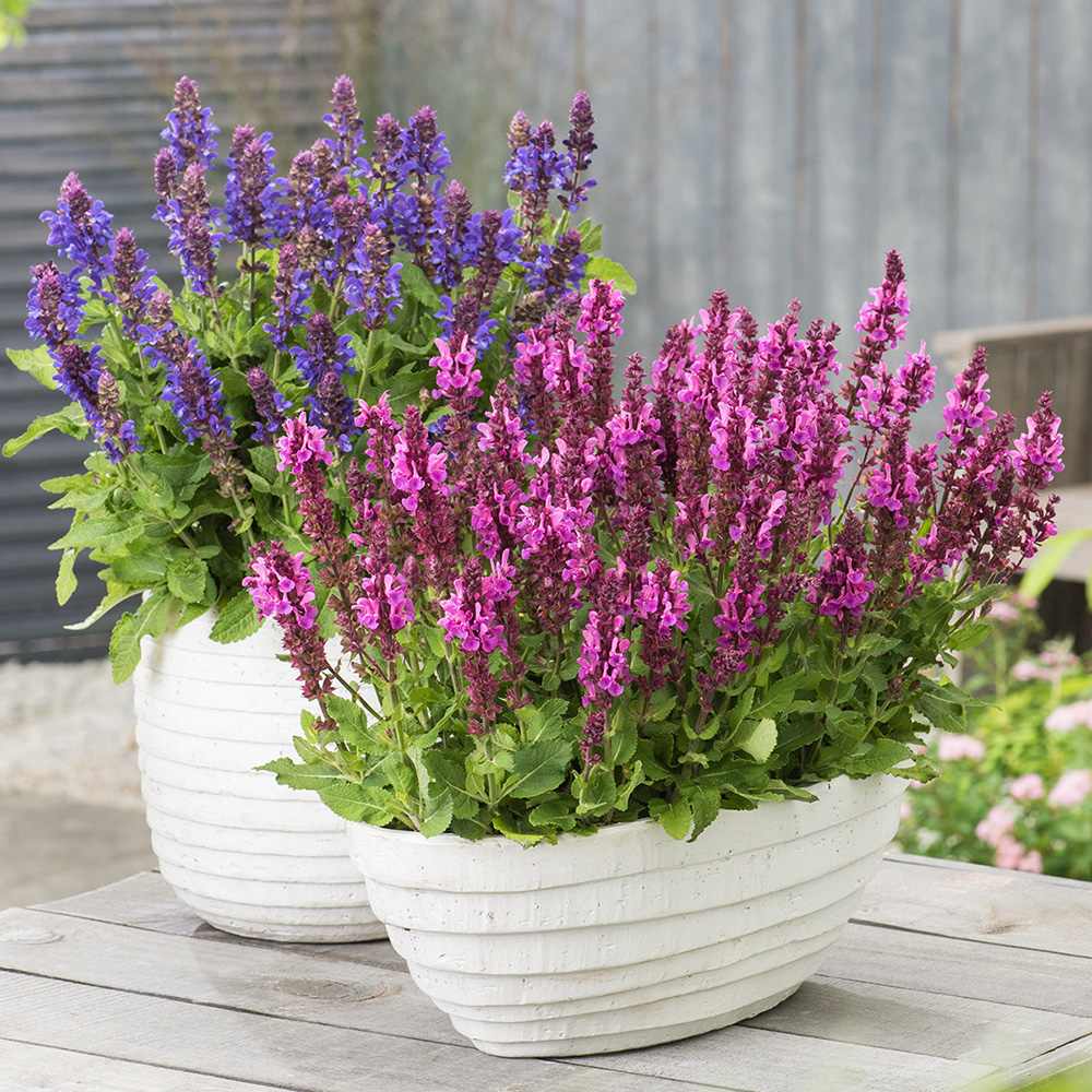 salvie officinalis