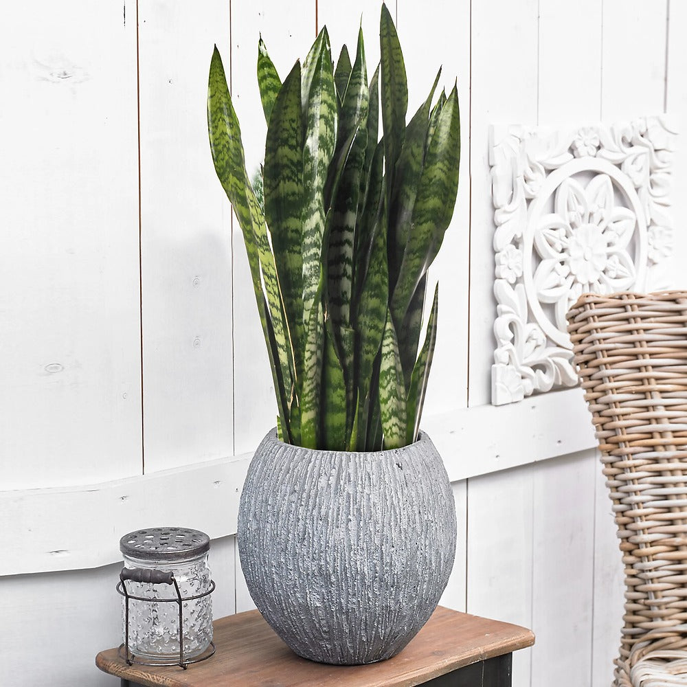 Sansevieria (Limba Soacrei) Black Coral, 65 cm, frunze verde inchis cu dungi argintii, planta de interior purificatoare de aer