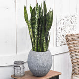 Sansevieria (Limba Soacrei) Black Coral, 65 cm, frunze verde inchis cu dungi argintii, planta de interior purificatoare de aer