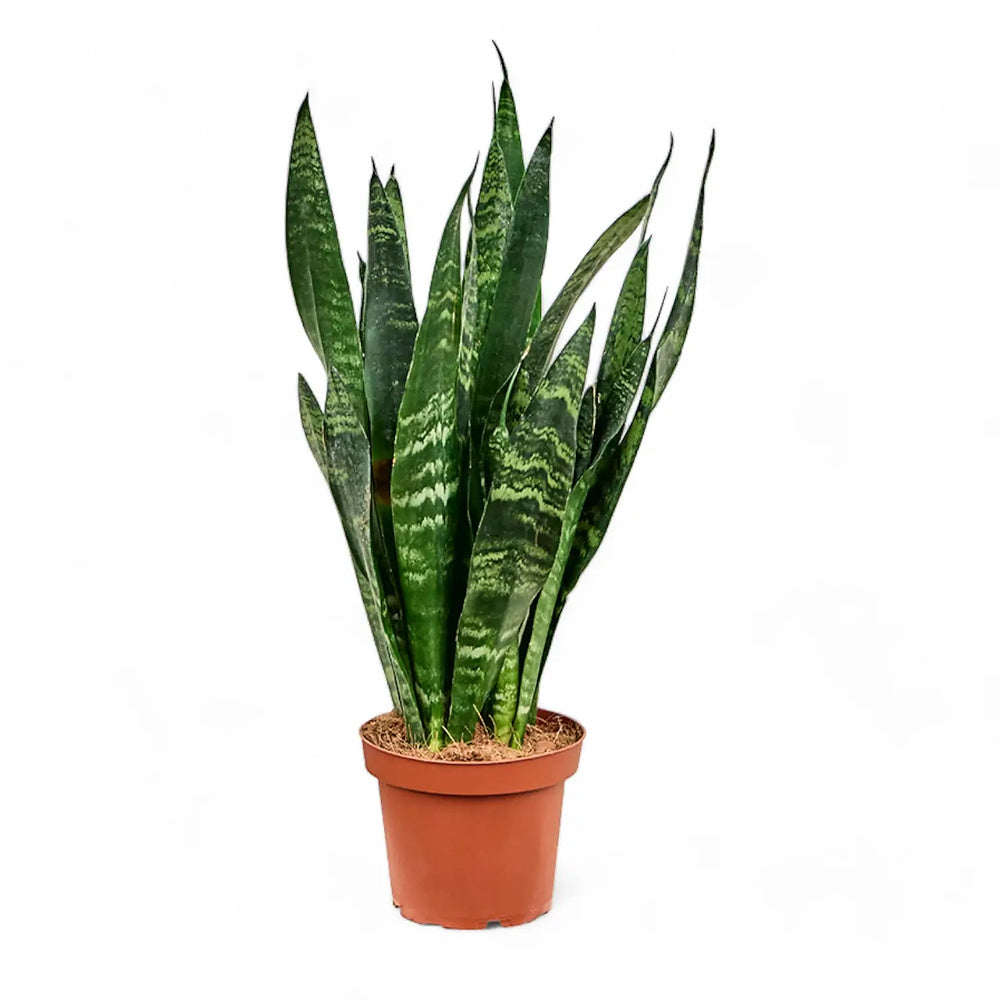 Sansevieria (Limba Soacrei) Black Coral, 65 cm, frunze verde inchis cu dungi argintii, planta de interior purificatoare de aer