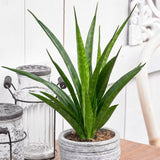 Sansevieria (Limba Soacrei) Kirkii Friends - 45 cm - VERDENA - 45 cm inaltime, ghiveci de 2 l