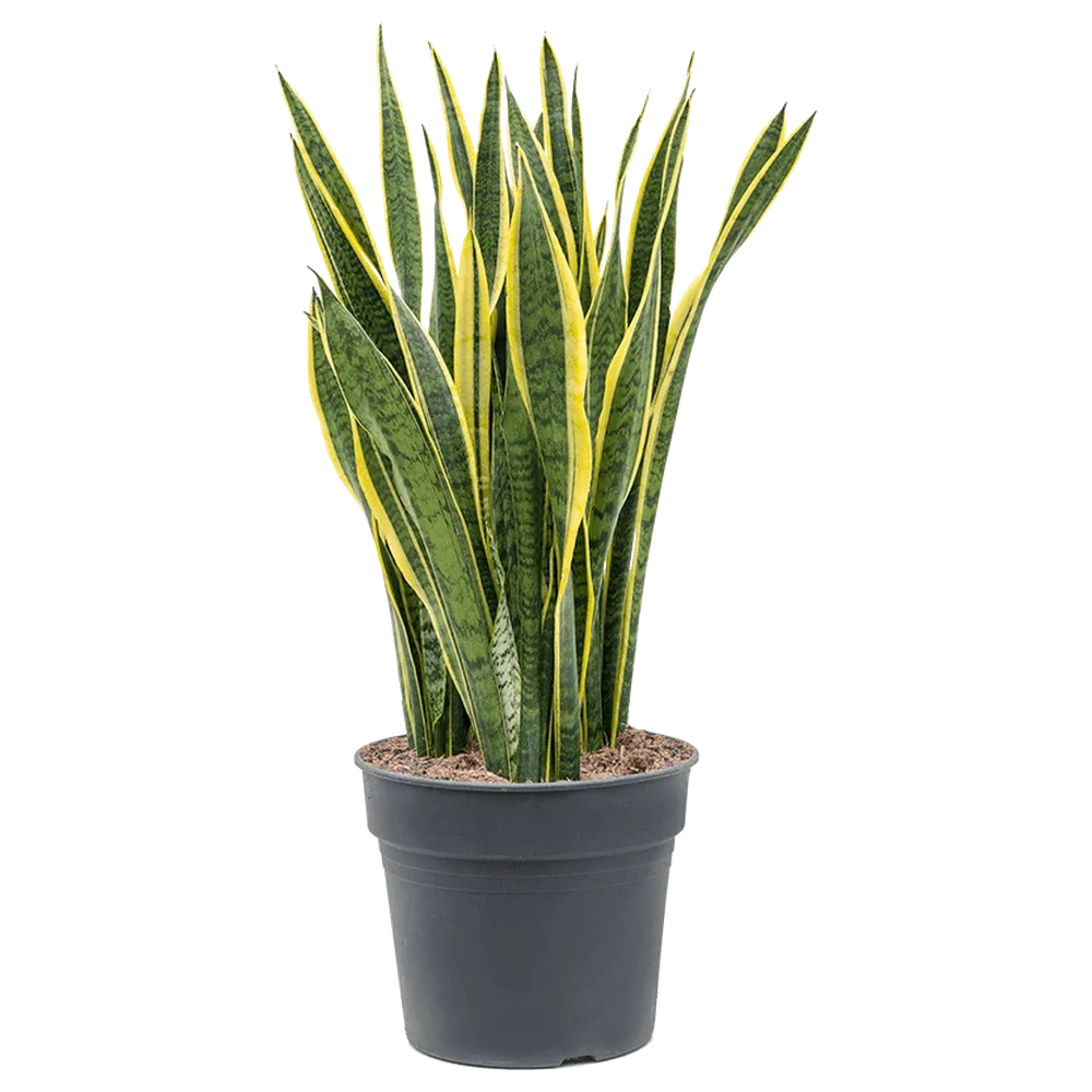 Sansevieria (Limba Soacrei) Laurentii, 110 cm, planta de interior purificatoare de aer, frunze verzi cu margini galbene elegante, ingrijire foatre usoara