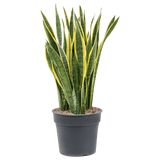 Sansevieria (Limba Soacrei) Laurentii, 110 cm, planta de interior purificatoare de aer, frunze verzi cu margini galbene elegante, ingrijire foatre usoara
