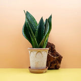 Limba Soacrei Sansevieria Silver Flame, planta suculenta decorativa cu frunze verticale si intretinere usoara - 40 cm