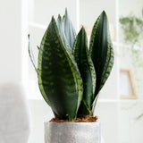 Limba Soacrei Sansevieria Silver Flame, planta suculenta decorativa cu frunze verticale si intretinere usoara - 40 cm