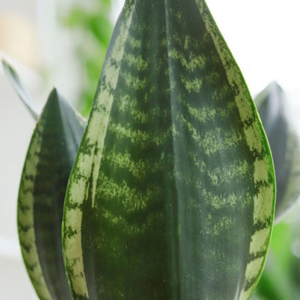 Limba Soacrei Sansevieria Silver Flame, planta suculenta decorativa cu frunze verticale si intretinere usoara - 40 cm