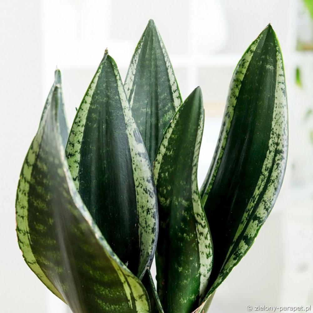Limba Soacrei Sansevieria Silver Flame, planta suculenta decorativa cu frunze verticale si intretinere usoara - 40 cm