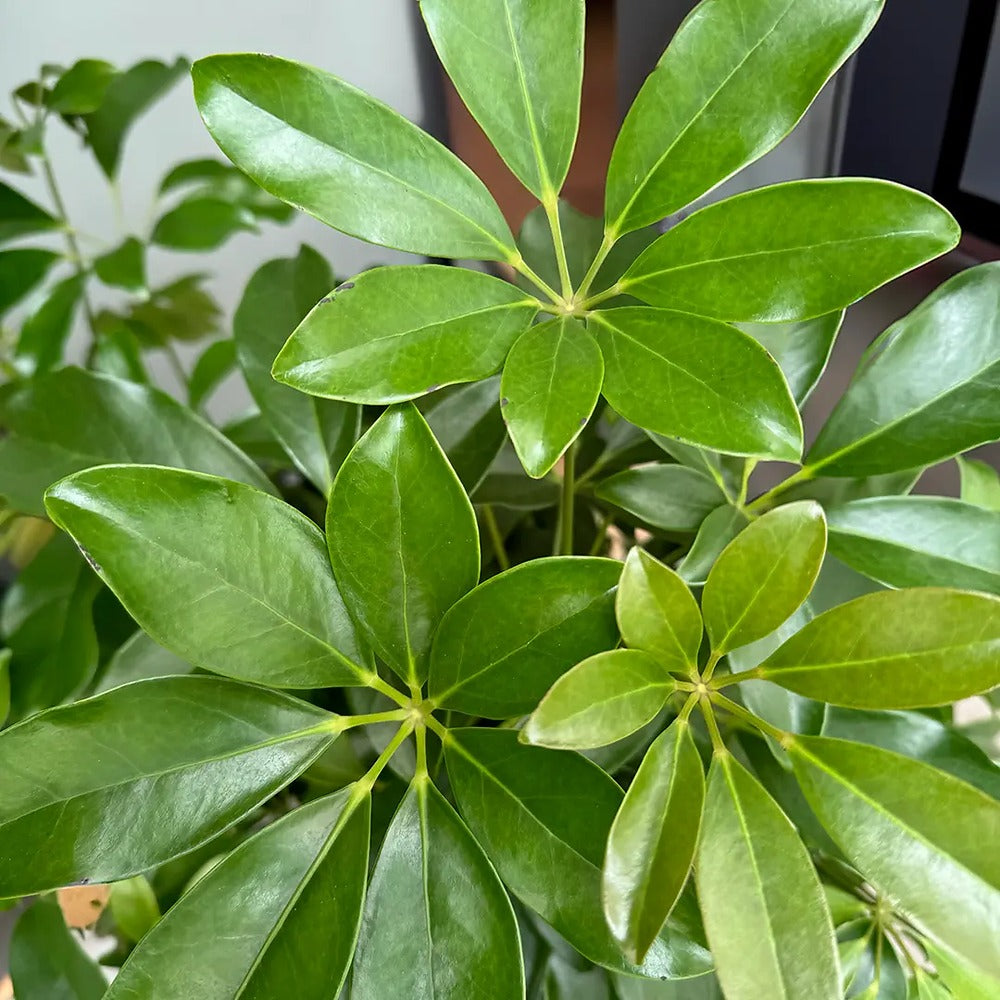 Palmierul Umbrela (Schefflera) Compacta ,60-70 cm, planta de interior decorativa cu tulpina impletita, frunze lucioase verzi, usor de ingrijit,