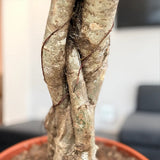 Palmierul Umbrela (Schefflera) Compacta ,60-70 cm, planta de interior decorativa cu tulpina impletita, frunze lucioase verzi, usor de ingrijit,
