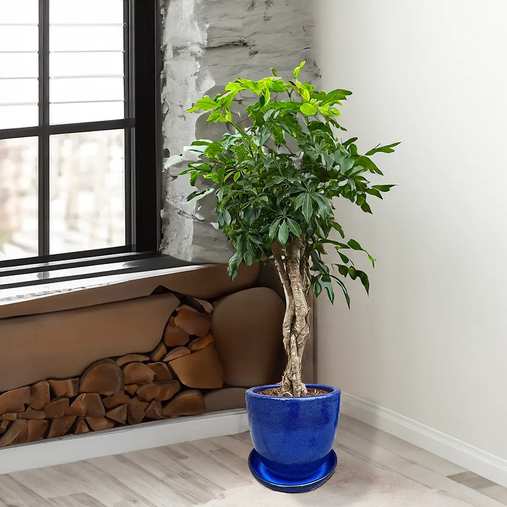Palmierul Umbrela (Schefflera) Compacta ,60-70 cm, planta de interior decorativa cu tulpina impletita, frunze lucioase verzi, usor de ingrijit,
