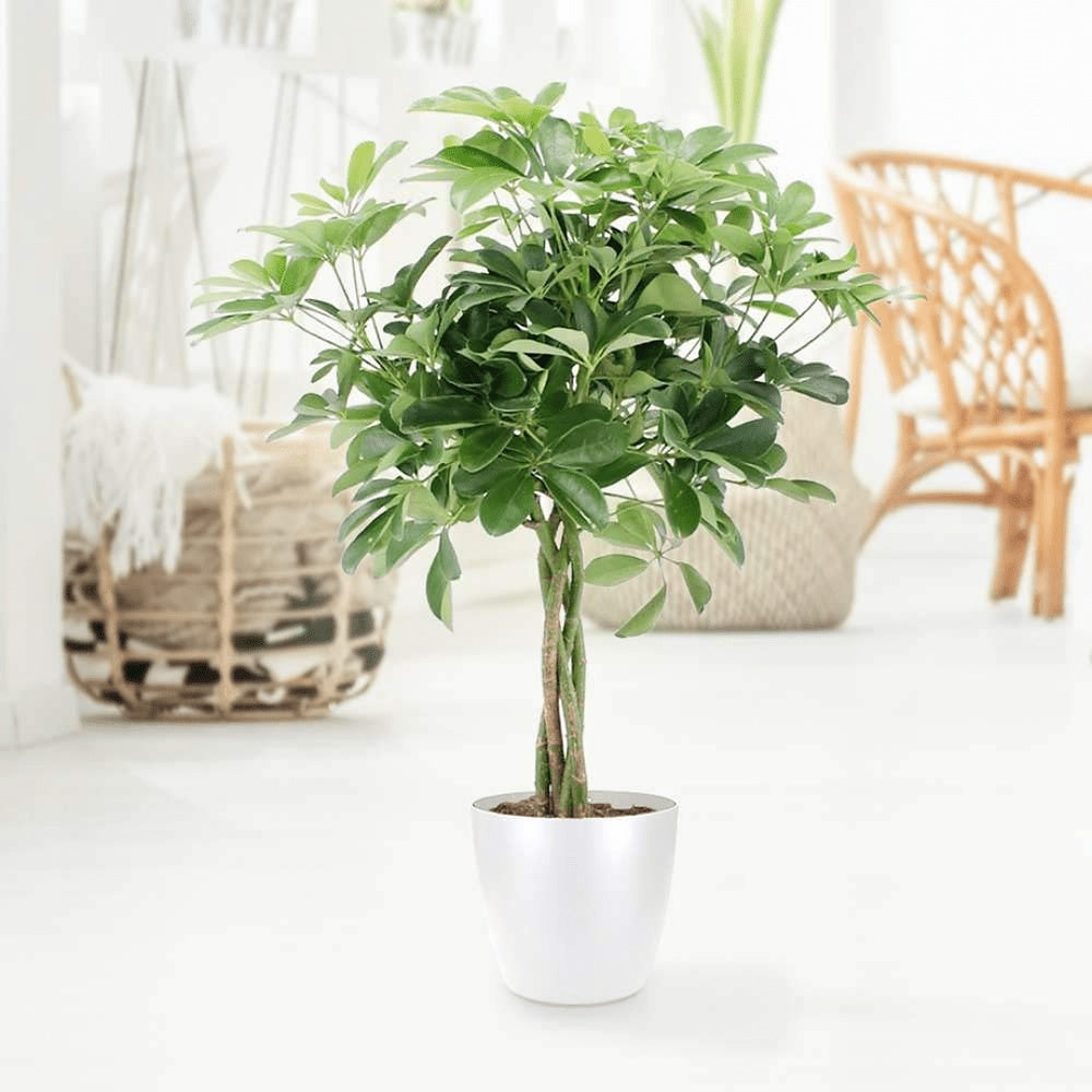 Palmierul Umbrela (Schefflera) Compacta ,60-70 cm, planta de interior decorativa cu tulpina impletita, frunze lucioase verzi, usor de ingrijit,